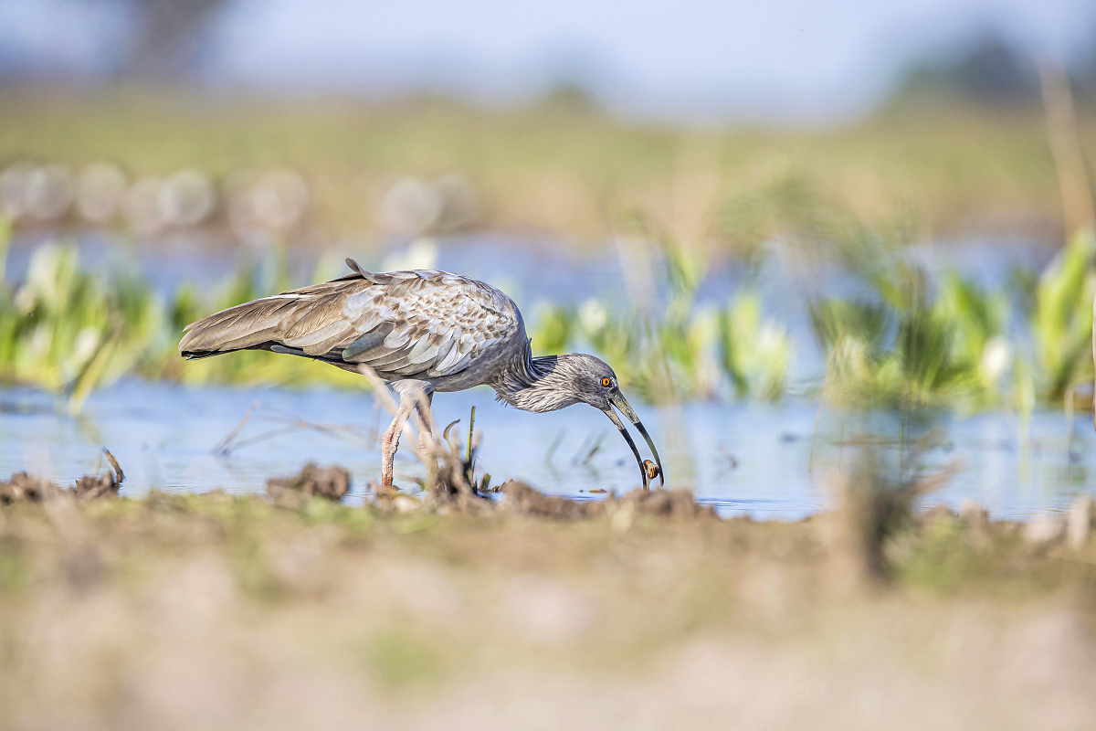 Ibis běločelý