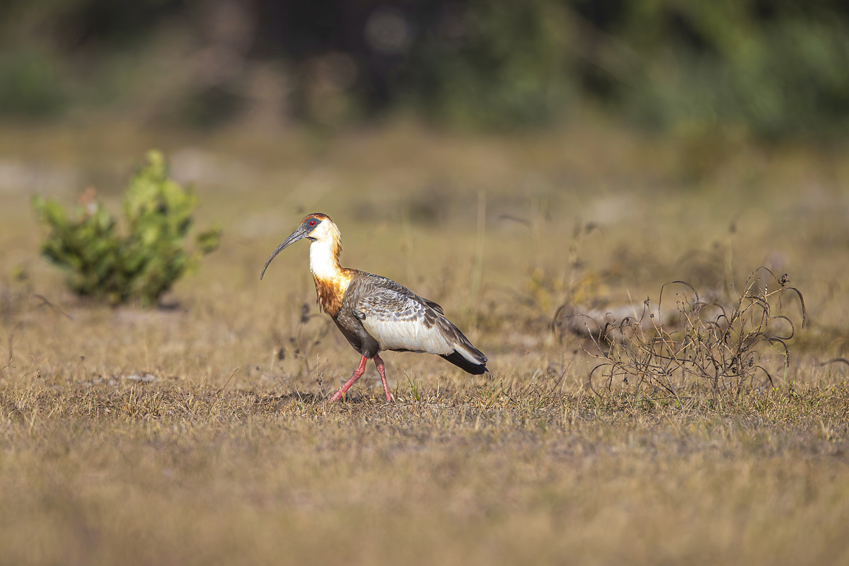 Ibis bělokřídlý