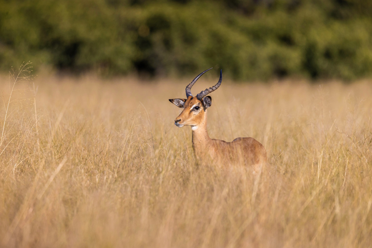 Impala