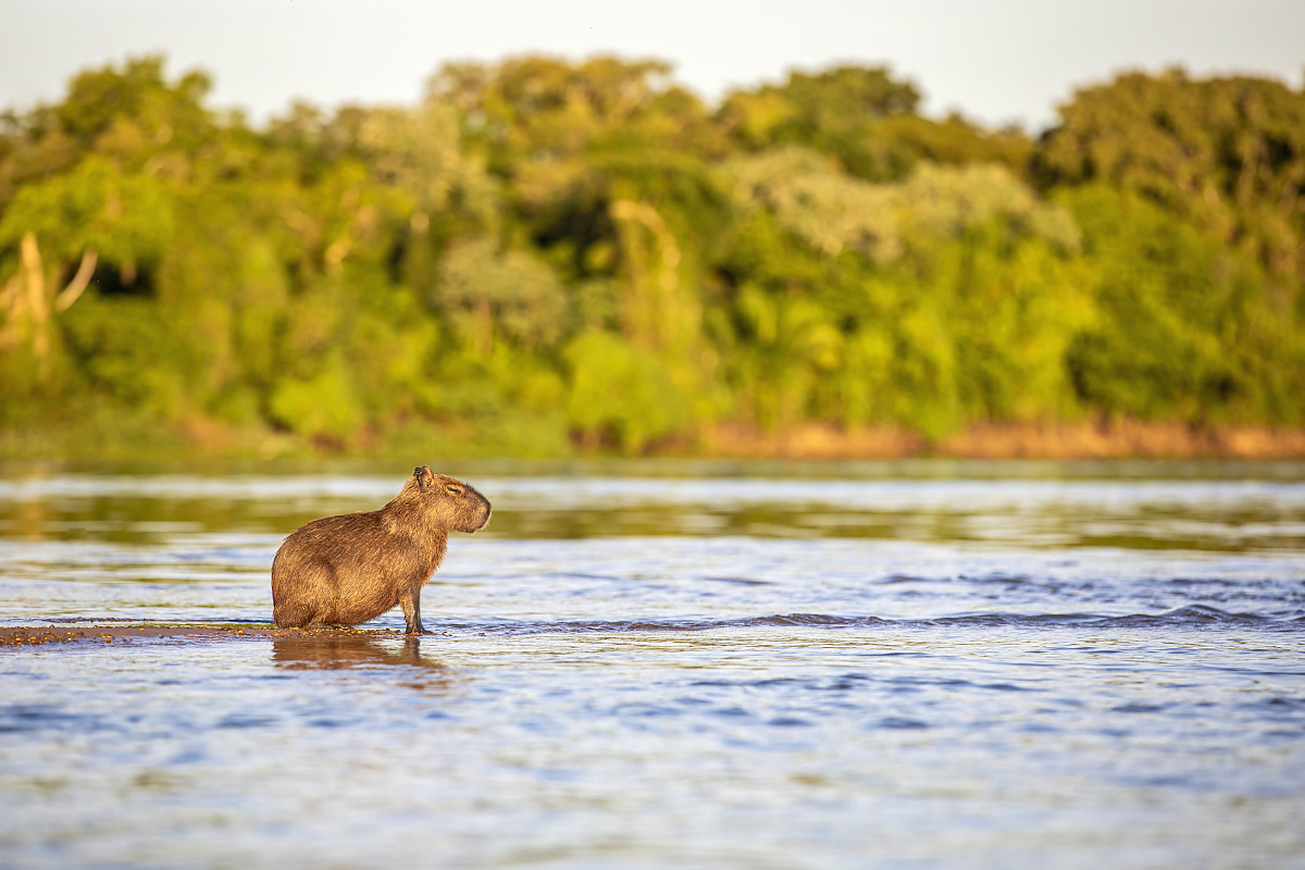 Kapybara