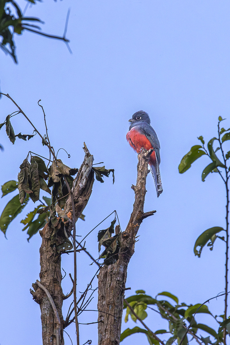 Trogon modrotemenný